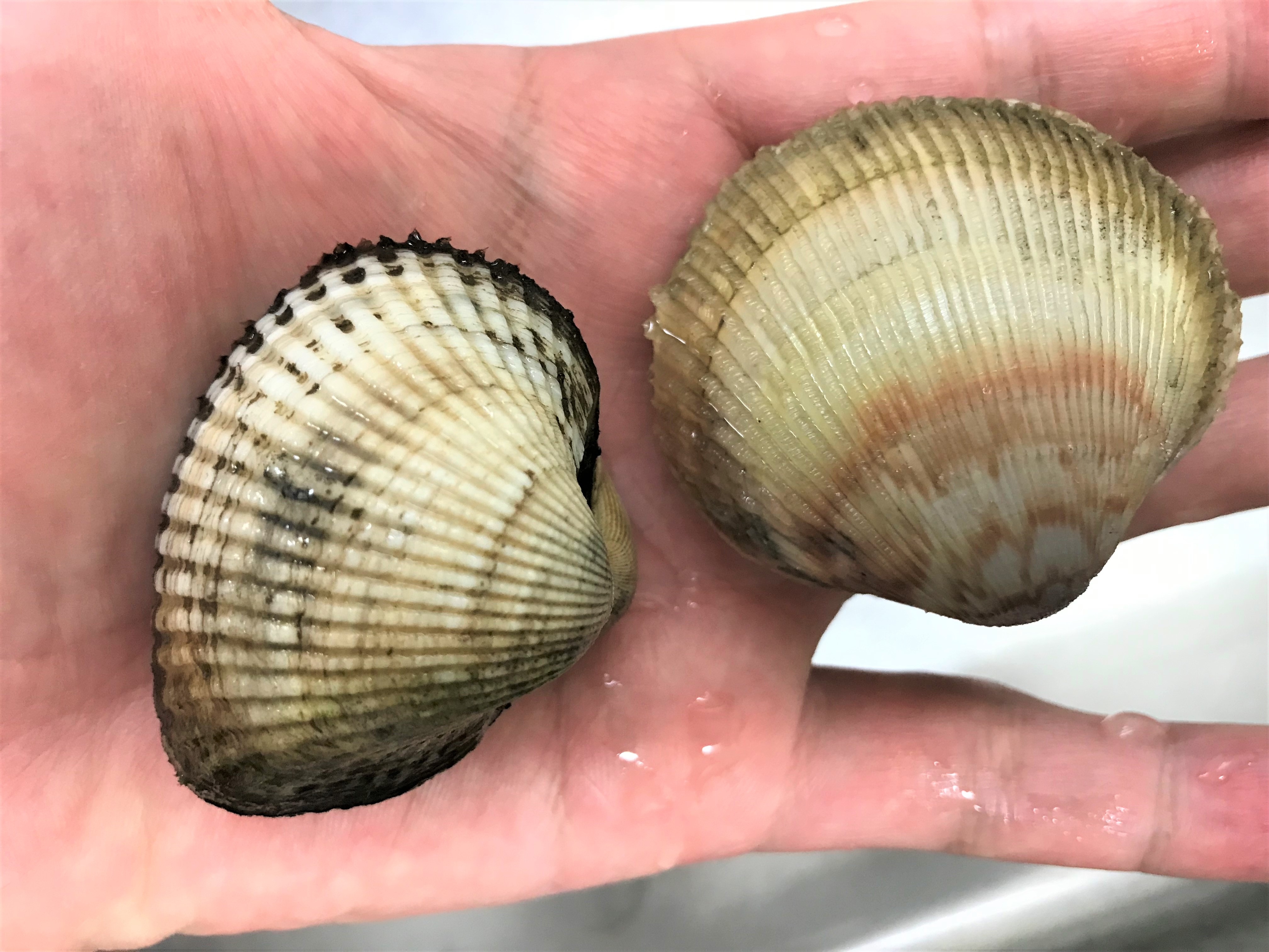 潮干狩り の 貝 の 種類